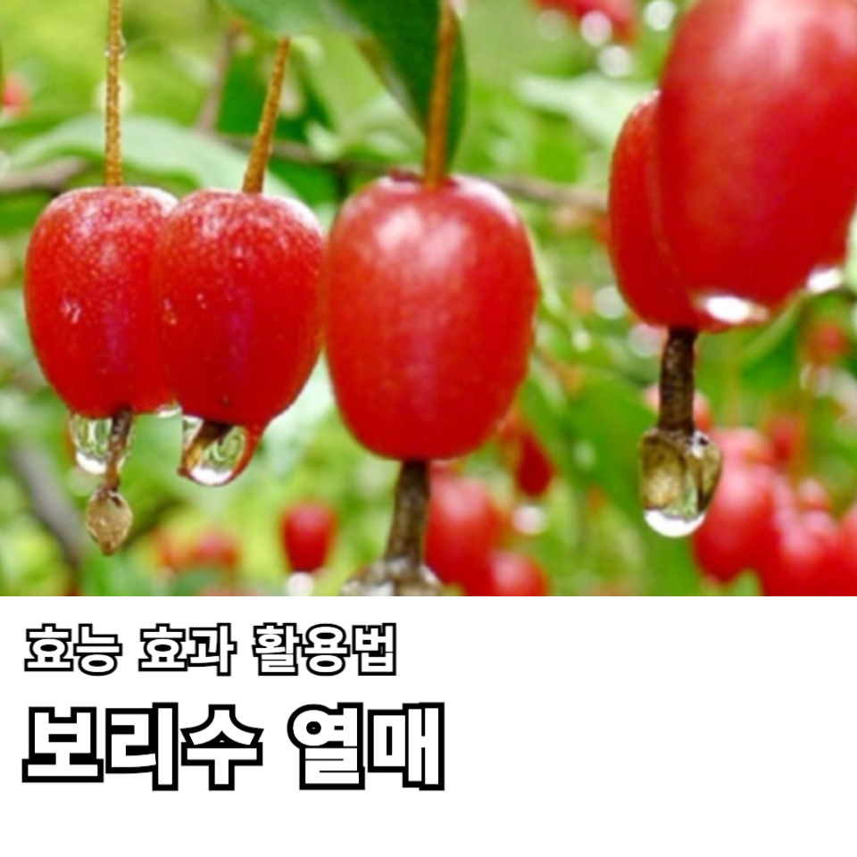 보리수-열매